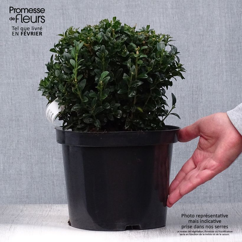 Esemplare di Buxus sempervirens - Bosso palla Vaso da 2L/3L come consegnato in autunno