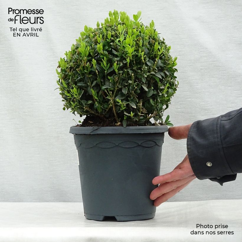 Buxus sempervirens - Bosso palla Vaso da 2L/3L, Palla esemplare consegnato in primavera