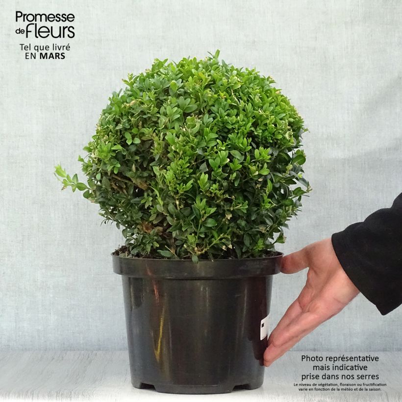 Buxus sempervirens - Bosso palla Vaso da 4L/5L, Palla esemplare consegnato in primavera