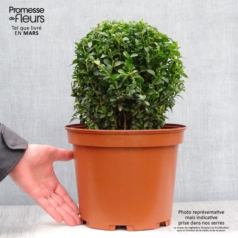 Buxus sempervirens - Bosso palla Vaso da 7,5L/10L, Palla esemplare consegnato in primavera