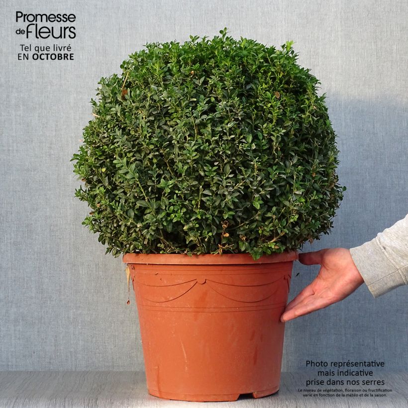 Esemplare di Buxus sempervirens - Bosso palla Vaso da 20L/25L come consegnato in autunno