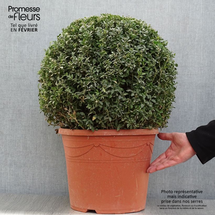 Buxus sempervirens - Bosso palla Vaso da 20L/25L esemplare consegnato in inverno