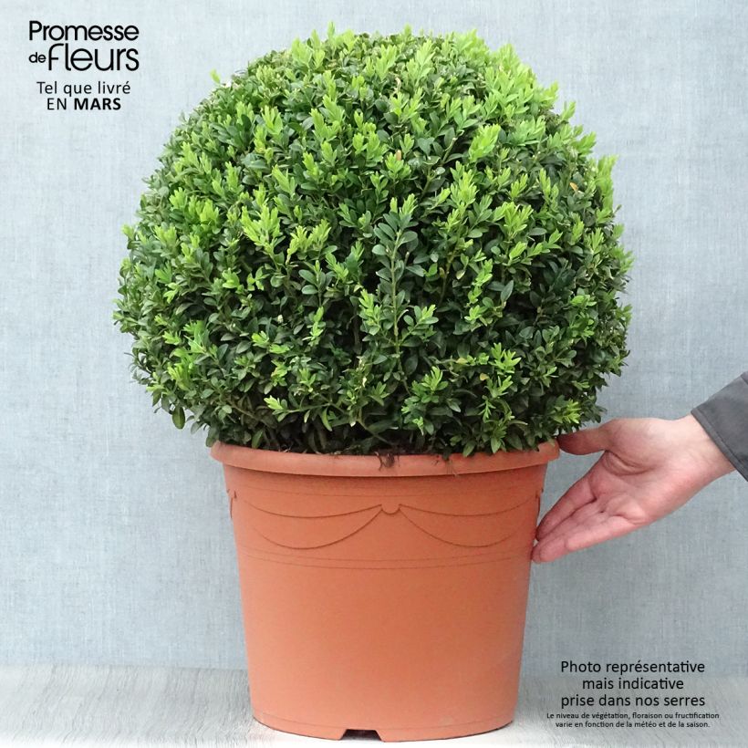 Buxus sempervirens - Bosso palla Vaso da 20L/25L, Palla esemplare consegnato in primavera