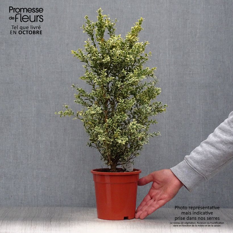 Esemplare di Buxus sempervirens Elegans - Bosso variegato Vaso da 2L/3L come consegnato in autunno