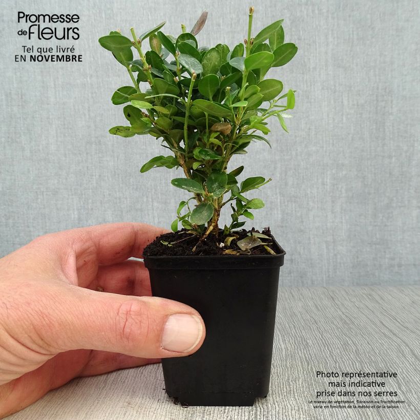 Esemplare di Buxus sempervirens Suffruticosa - Bosso Vasetto da 8/9 cm come consegnato in autunno