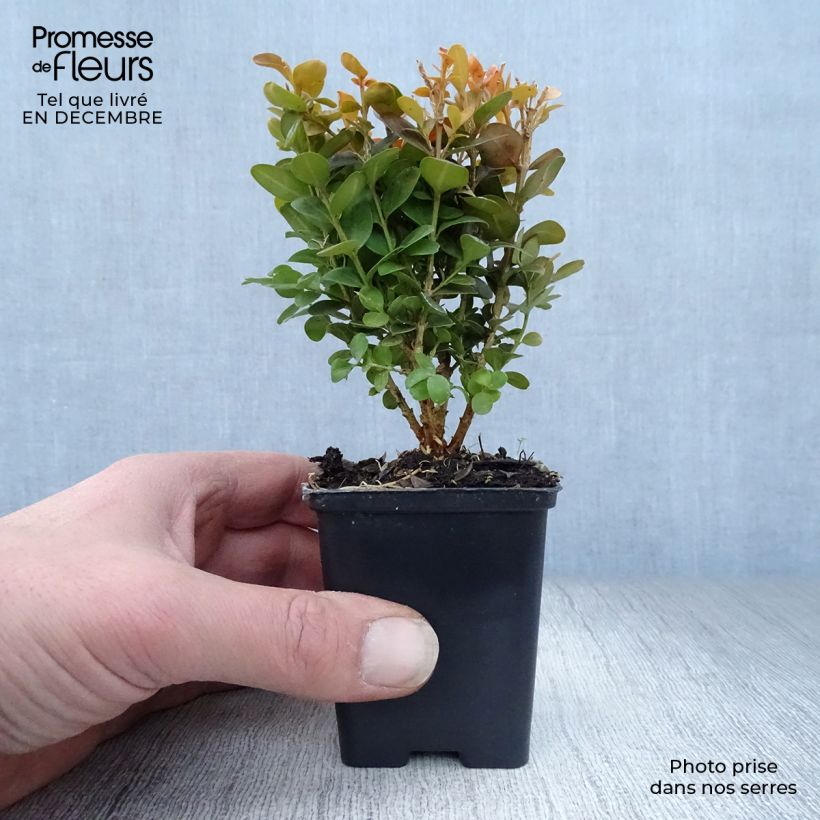 Buxus sempervirens Suffruticosa - Bosso Vasetto da 8/9 cm esemplare consegnato in inverno