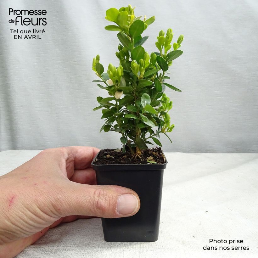 Buxus sempervirens Suffruticosa - Bosso Vasetto da 8/9 cm esemplare consegnato in primavera