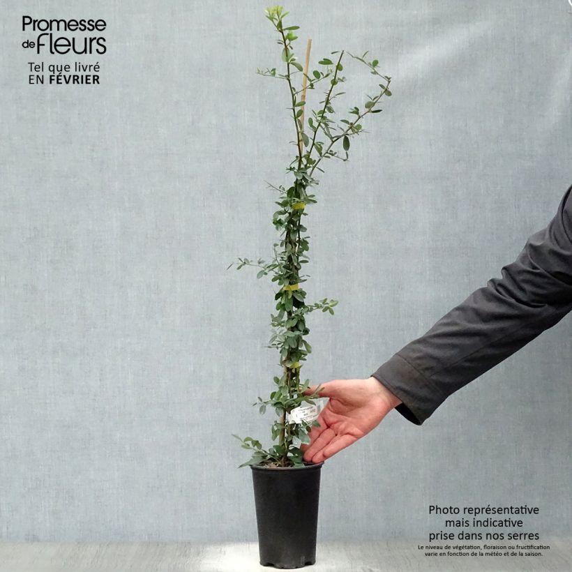 Pyracantha SAPHYR Jaune Vaso da 2L/3L esemplare consegnato in inverno