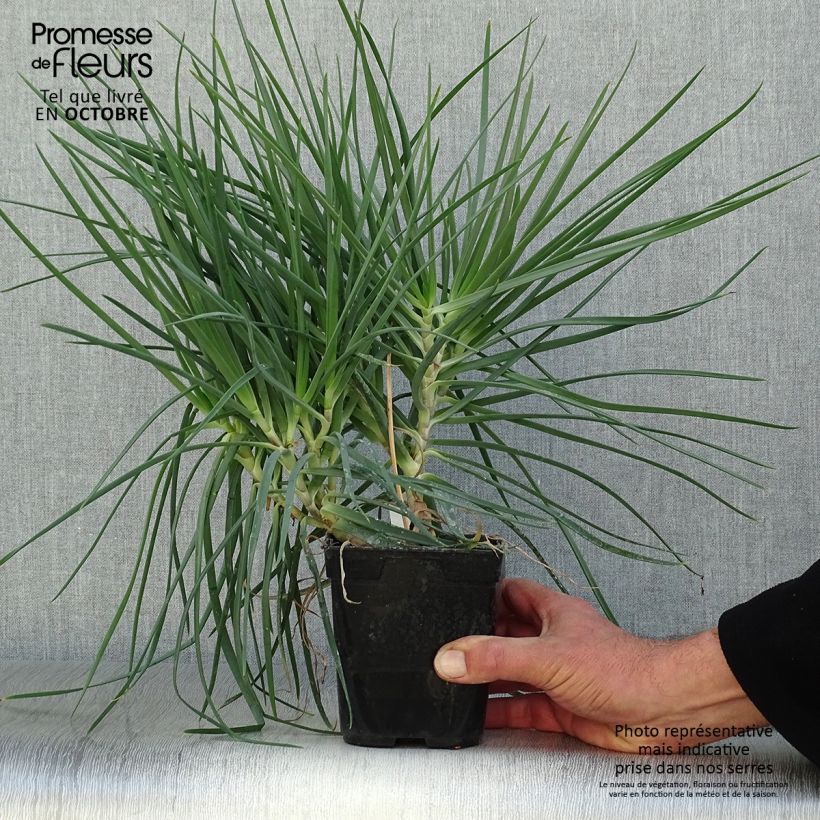 Esemplare di Bulbine frutescens - Fiore di serpente Vaso da 1L/1,5L come consegnato in autunno