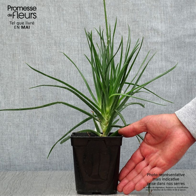 Bulbine frutescens - Fiore di serpente Vaso da 1L/1,5L esemplare consegnato in primavera