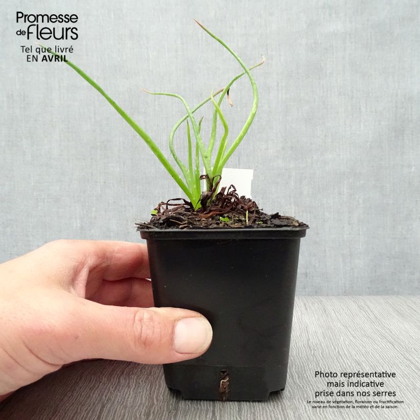 Bulbine frutescens - Fiore di serpente Vasetto da 8/9 cm esemplare consegnato in primavera