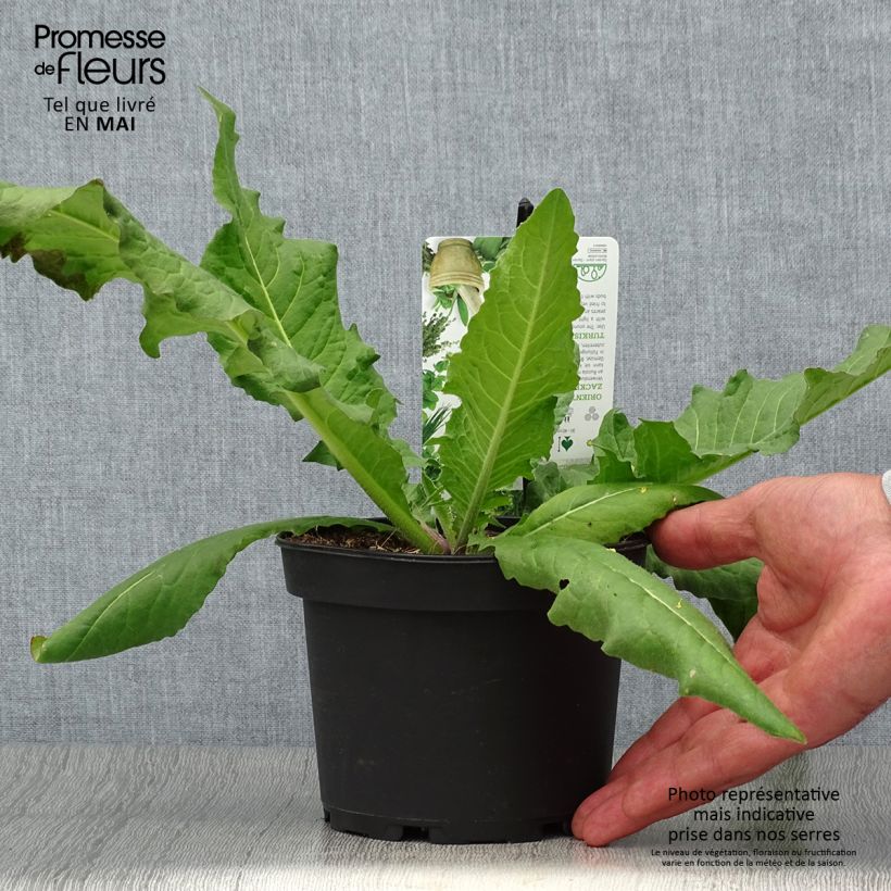 Bunias orientalis - Cascellore orientale Vaso da 1,5L/2L esemplare consegnato in primavera