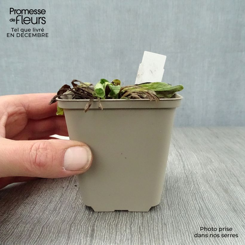 Buphthalmum salicifolium Dora - Asteroide salicina Vasetto da 8/9 cm esemplare consegnato in inverno