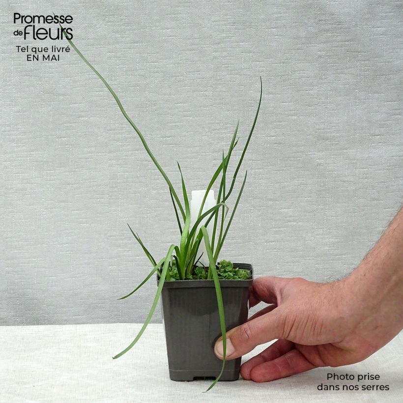 Butomus umbellatus - Giunco fiorito Vasetto da 8/9 cm esemplare consegnato in primavera