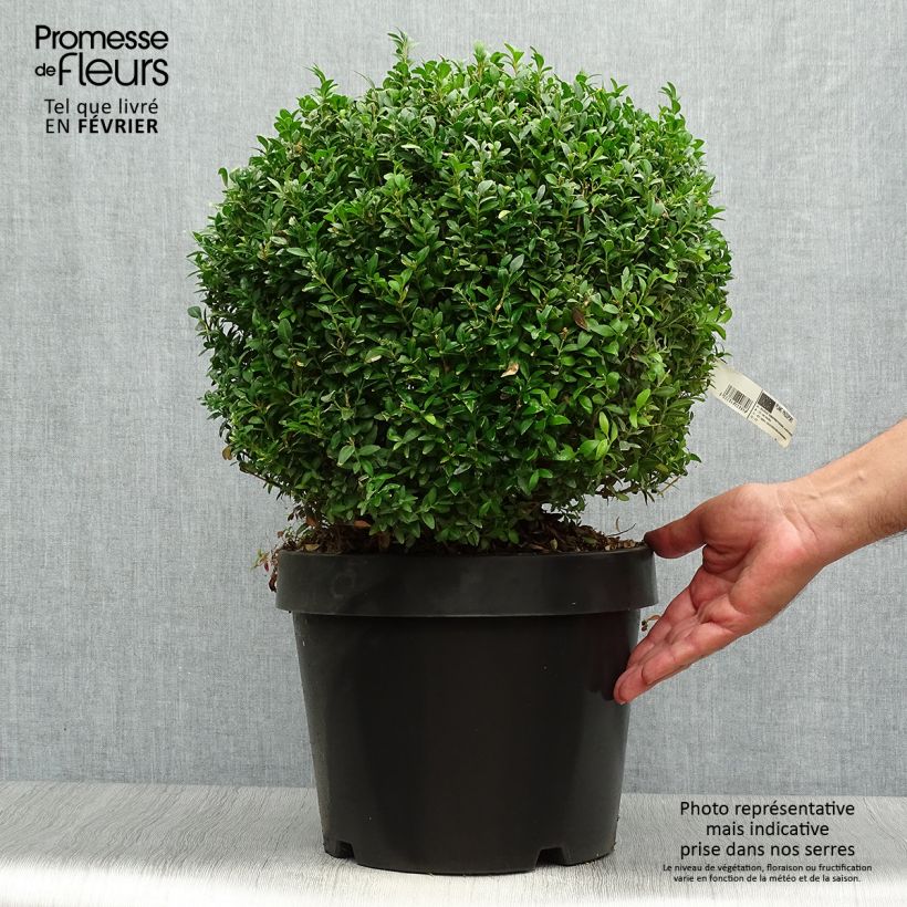 Esemplare di Buxus sempervirens Arborescent - Bosso Vaso da 7,5L/10L come consegnato in autunno