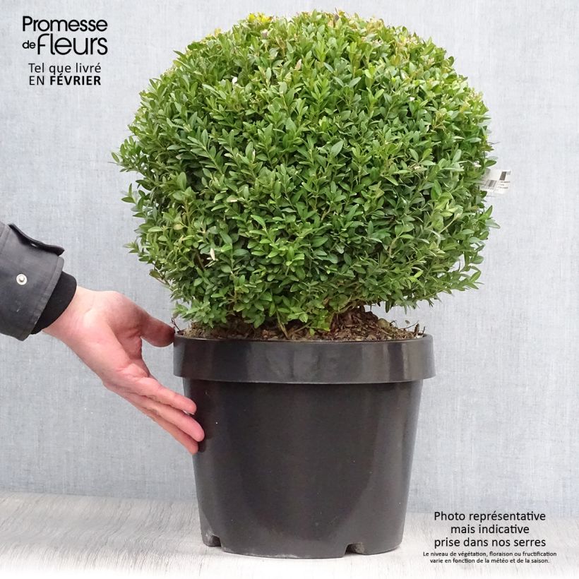 Buxus sempervirens Arborescent - Bosso Vaso da 7,5L/10L esemplare consegnato in inverno