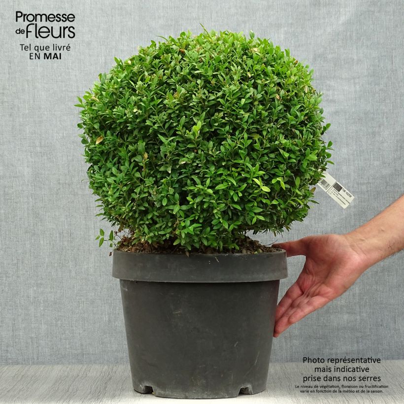 Buxus sempervirens Arborescent - Bosso Vaso da 7,5L/10L esemplare consegnato in primavera