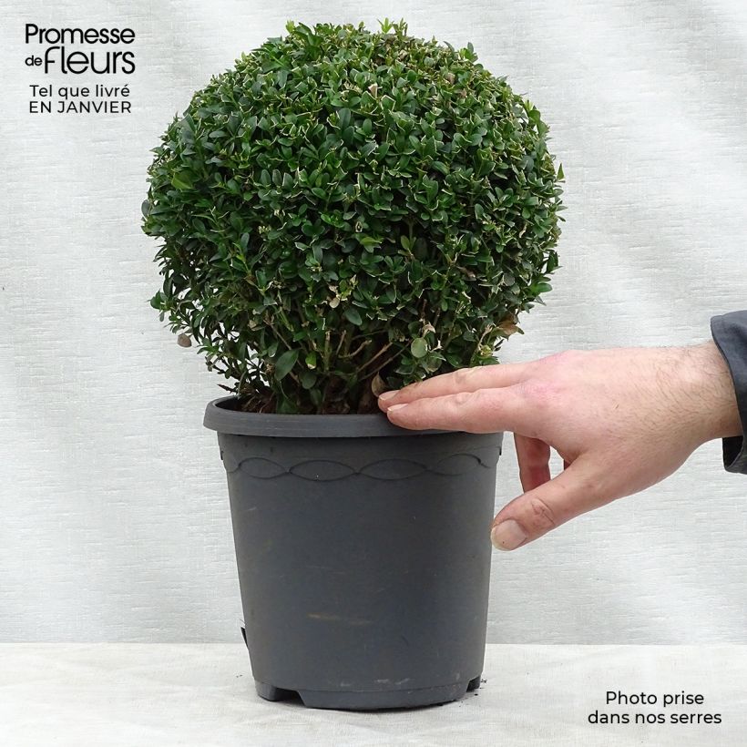 Buxus sempervirens - Bosso palla Vaso da 2L/3L esemplare consegnato in inverno