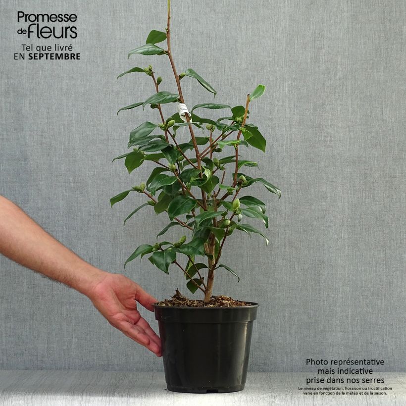 Esemplare di Camellia japonica de Higo Fuji Vaso da 4L/5L come consegnato in autunno