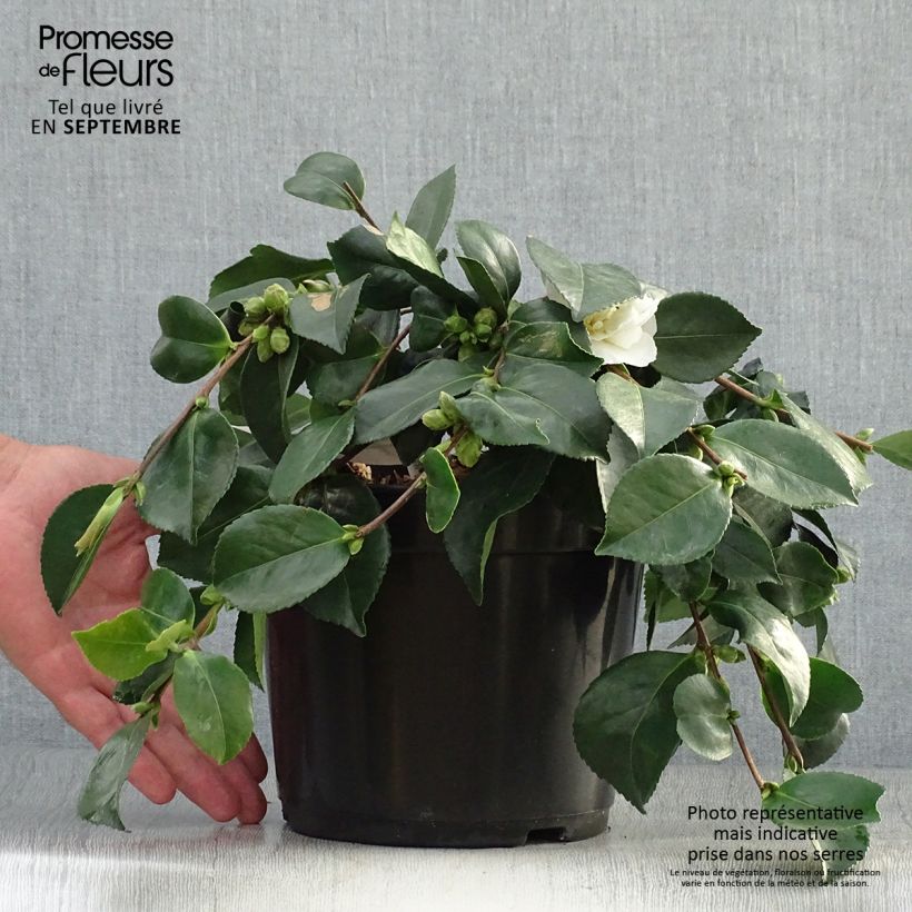 Esemplare di Camellia sasanqua Waterfall White Vaso da 4L/5L come consegnato in autunno
