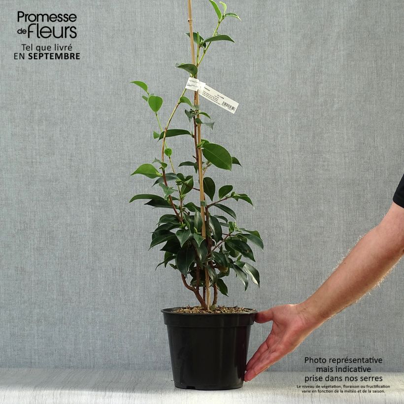 Esemplare di Camellia sasanqua Yume Vaso da 4L/5L come consegnato in autunno