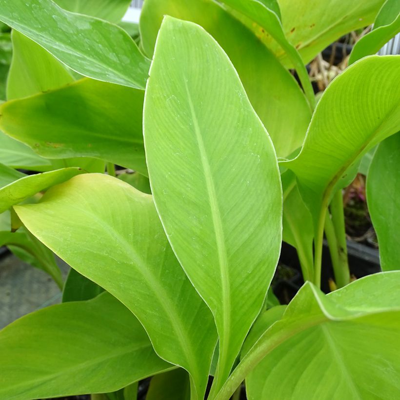 Canna edulis - Canna d'India (Fogliame)