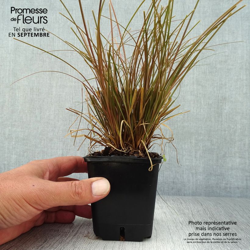 Esemplare di Carex flagellifera Bronzita Vasetto da 8/9 cm come consegnato in autunno