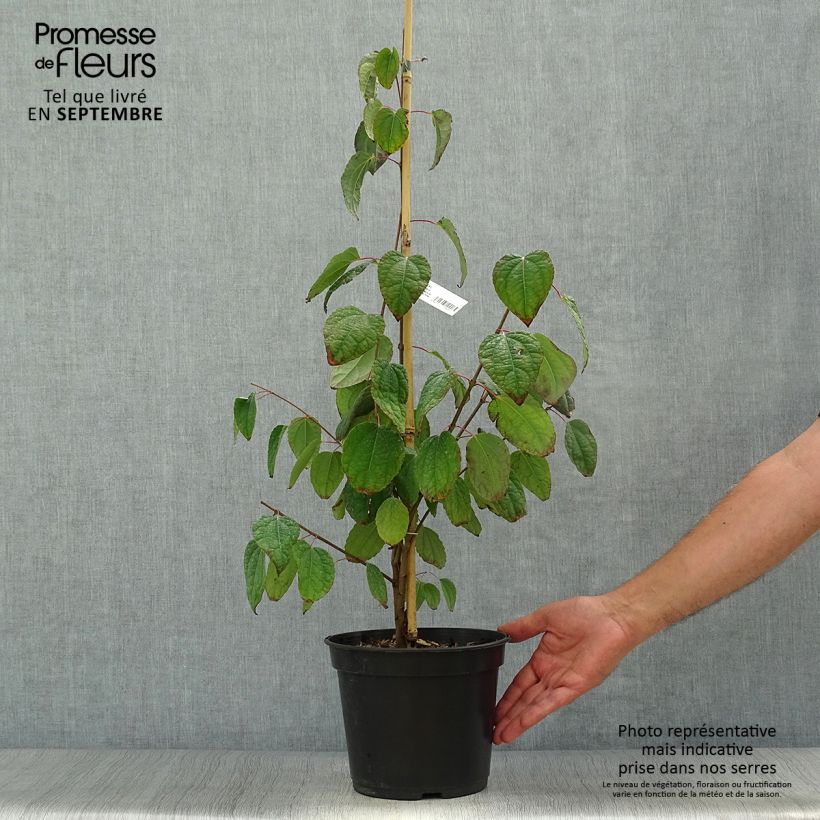 Esemplare di Cercidiphyllum japonicum Glowball - Albero del caramello Vaso da 4L/5L come consegnato in autunno