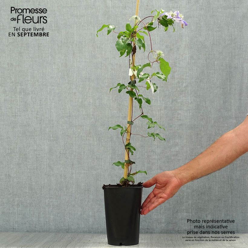 Esemplare di Clematis Lasurstern - Clematide Vaso da 1,5L/2L come consegnato in autunno