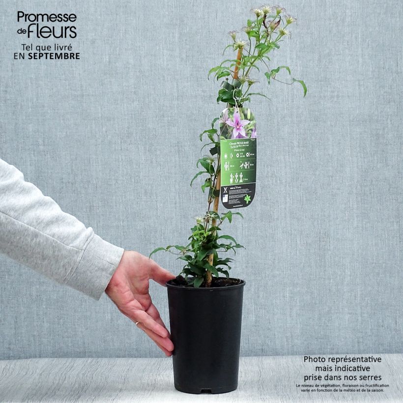 Esemplare di Clematis Proud Mary - Clematide Vaso da 2L/3L come consegnato in autunno