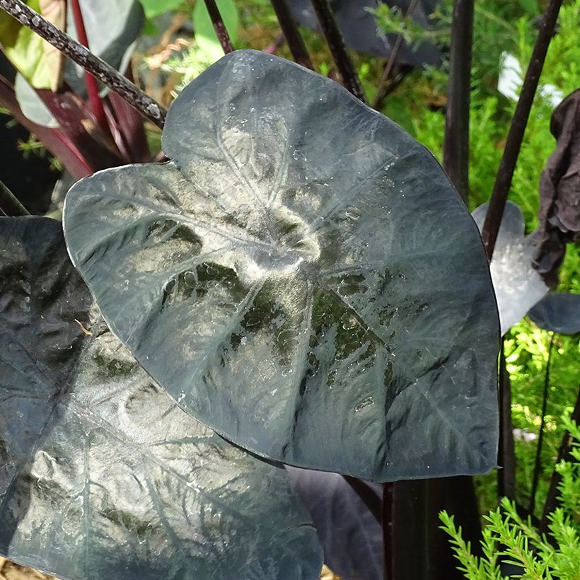 Colocasia Painted Black Gecko - Taro (Fogliame)