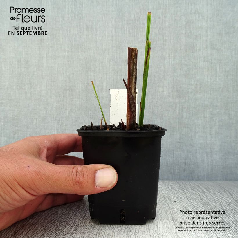 Esemplare di Crocosmia masoniorum Lucifer Vasetto da 8/9 cm come consegnato in autunno