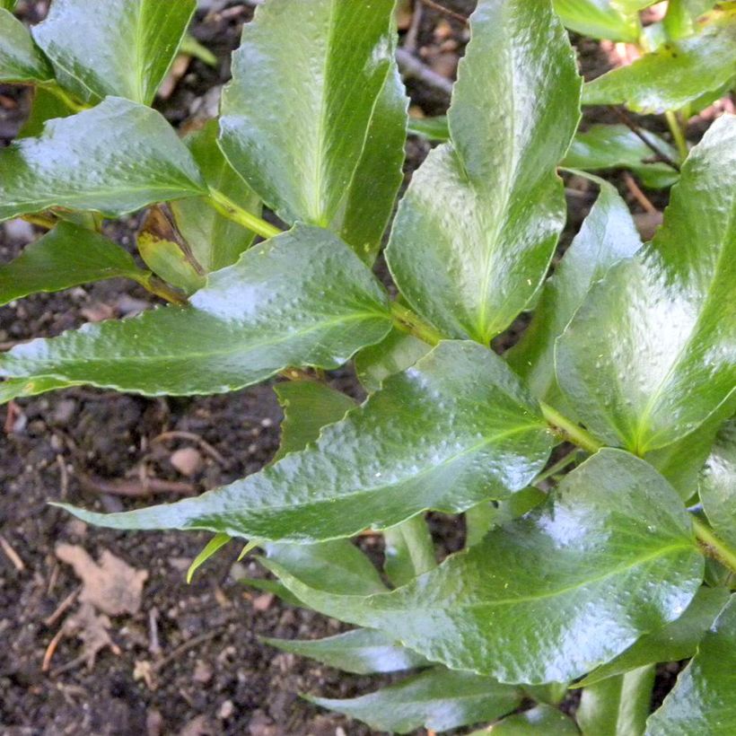 Cyrtomium falcatum Spin Cycle - Felce falcata (Fogliame)