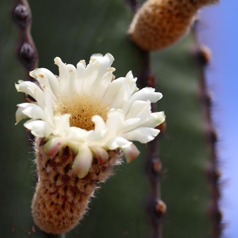 Cactus - Pachycereus pringlei (Fioritura)
