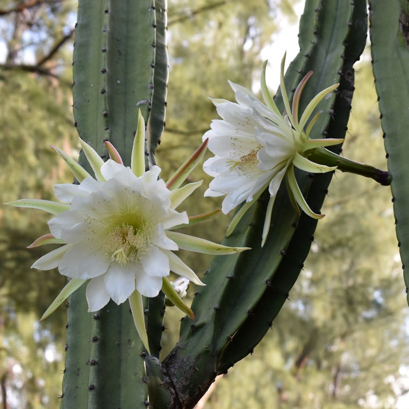 Trichocereus pachanoi - Cactus San Pedro (Fioritura)