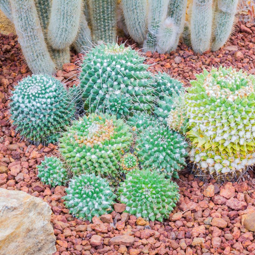 Cactus - Mammillaria nejapensis Silver Arrows (Porto)