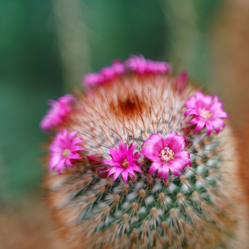 Cactus - Mammillaria spinosissima f. rubrispina  (Fioritura)