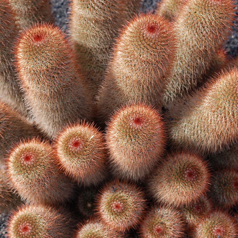 Cactus - Mammillaria spinosissima f. rubrispina  (Porto)
