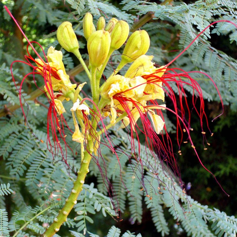 Caesalpinia gilliesii - Poinciana (Fioritura)