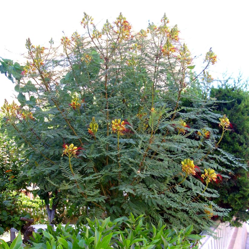 Caesalpinia gilliesii - Poinciana (Porto)