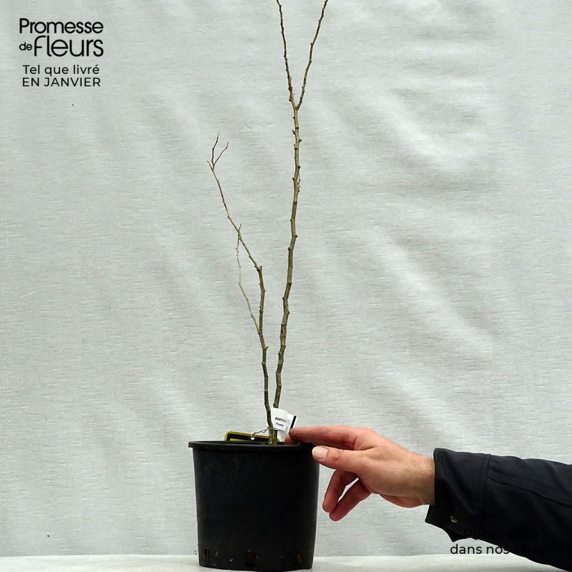 Caesalpinia gilliesii - Poinciana Vaso da 2L/3L esemplare consegnato in inverno