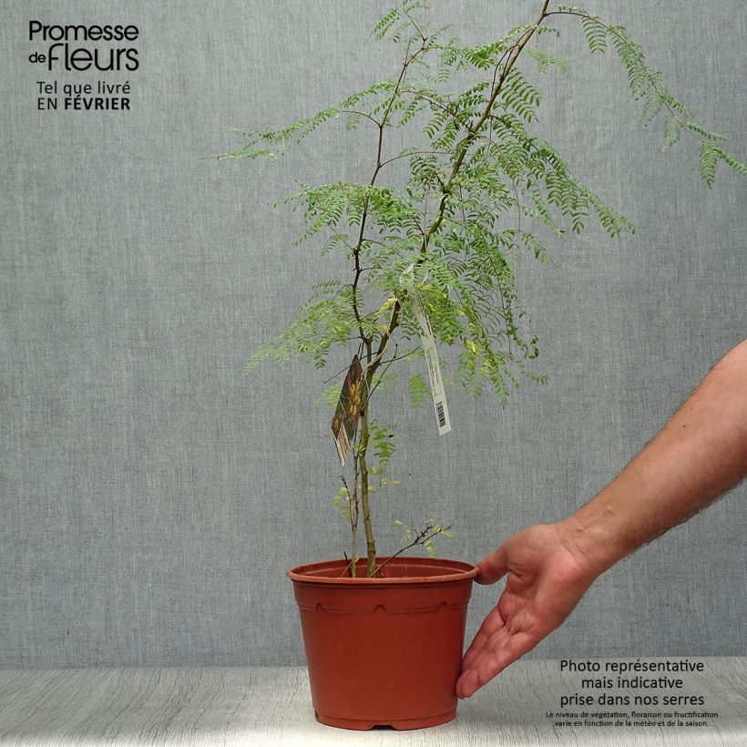 Esemplare di Caesalpinia gilliesii - Poinciana Vaso da 2L/3L come consegnato in autunno
