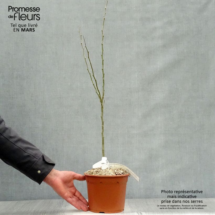 Caesalpinia gilliesii - Poinciana Vaso da 2L/3L esemplare consegnato in primavera