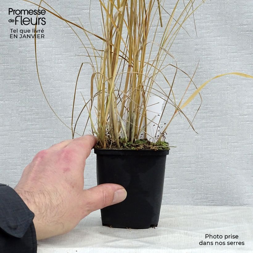 Calamagrostis acutiflora Avalanche Vasetto da 8/9 cm esemplare consegnato in inverno