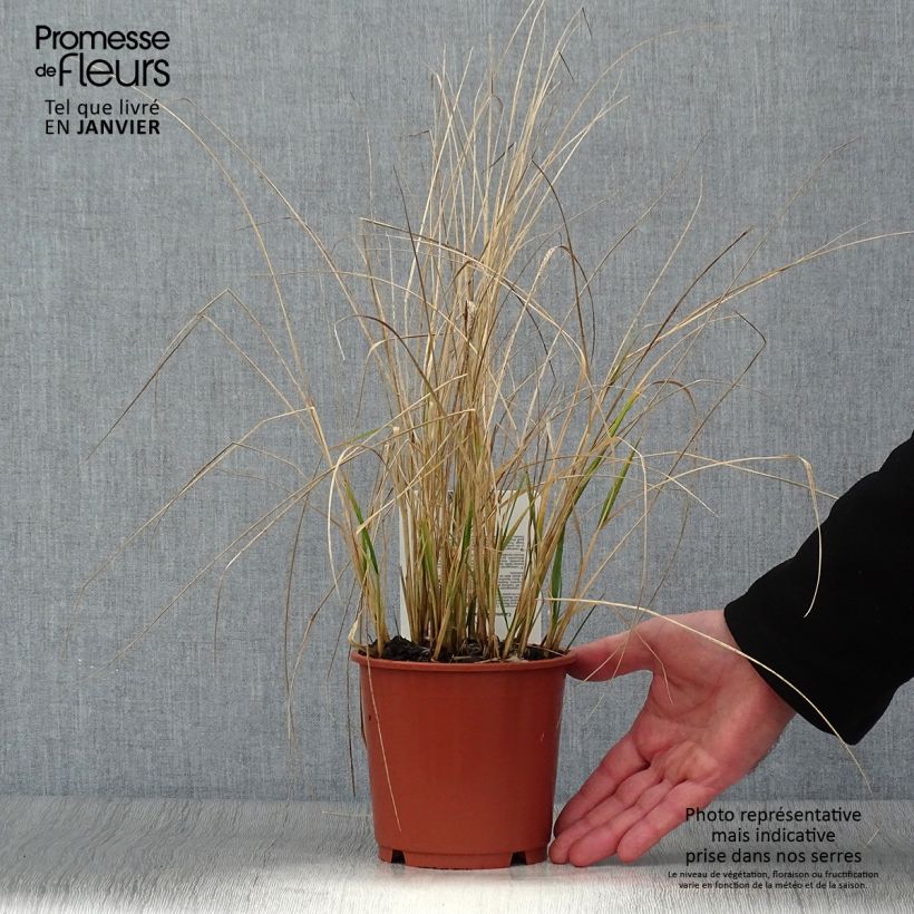 Calamagrostis acutiflora Avalanche Vaso da 1L/1,5L esemplare consegnato in inverno