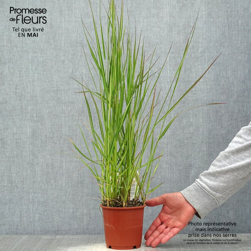 Calamagrostis acutiflora Avalanche Vaso da 1L/1,5L esemplare consegnato in primavera