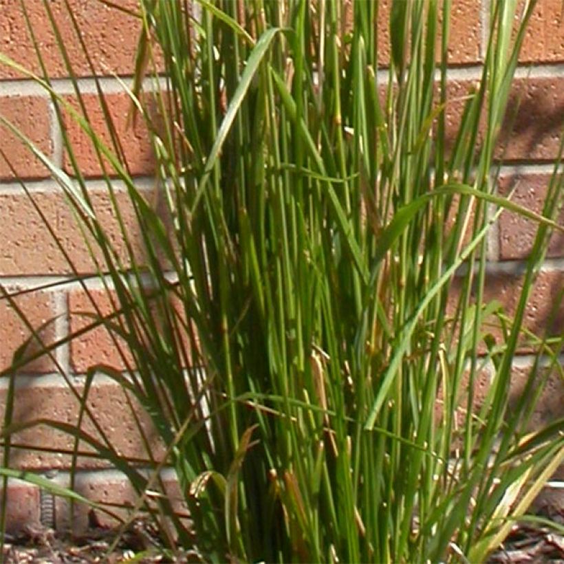 Calamagrostis acutiflora Karl Foerster (Fogliame)