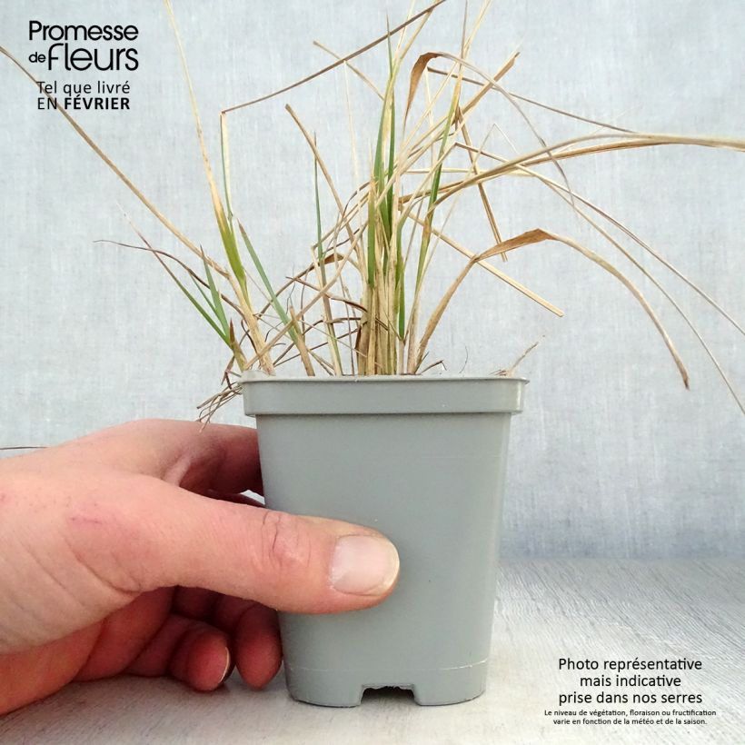 Calamagrostis acutiflora Karl Foerster Vasetto da 8/9 cm esemplare consegnato in inverno