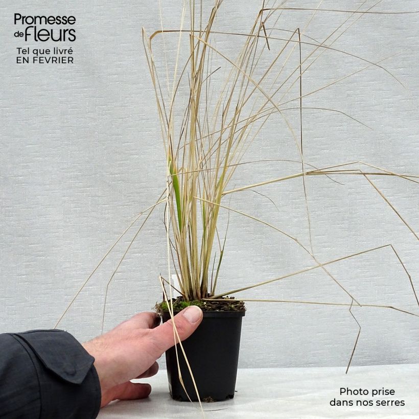 Calamagrostis acutiflora Overdam Vasetto da 8/9 cm esemplare consegnato in inverno
