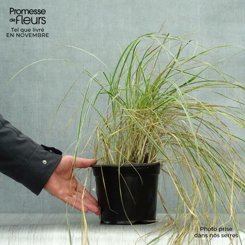 Esemplare di Calamagrostis acutiflora Overdam Vaso da 2L/3L come consegnato in autunno